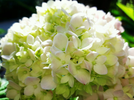 Hydrangea