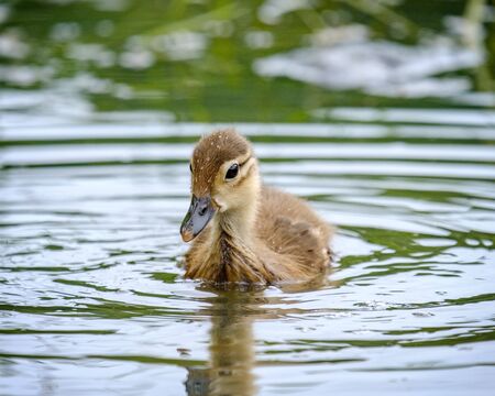 Mandarin Duck Duckling pondの写真素材