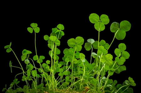 green shamrock on black backgroundの写真素材
