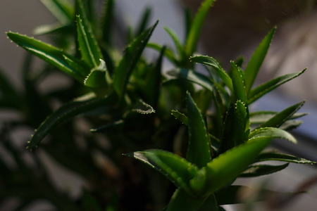 Leaves of medicinal aloe vera plant L.の写真素材