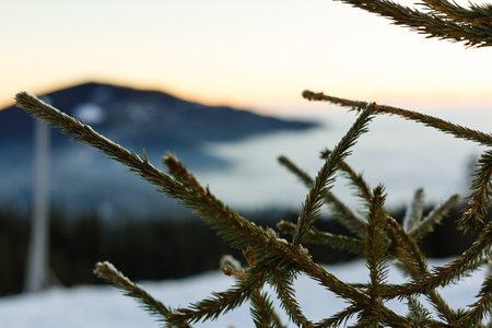 Winter forest, branches covered with snow, low mountains, cloudy, gray clouds spruce branches in the winter mountainsの写真素材