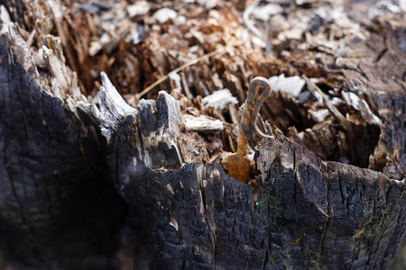 the charred end of a tree stump Burnt tree stumpの写真素材