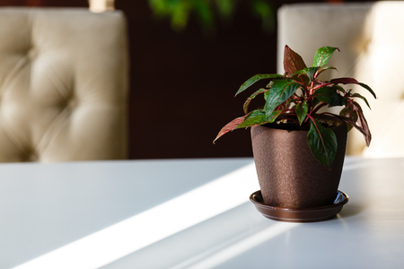 Red and white flowers in pots on the white windowsill. Concept: Spring is coming.の写真素材