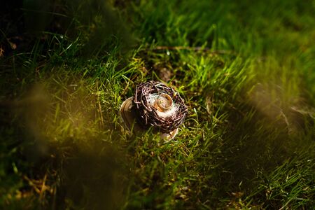 Pair of wedding rings laying in nest. Wedding decoration. Symbol of family, togetherness and loveの写真素材