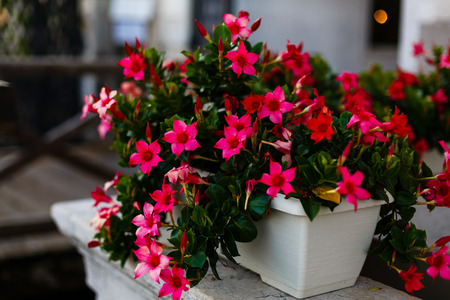 Beautiful pink flowers in a white pot on the streetの写真素材