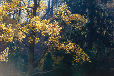yellow tree, autumn background