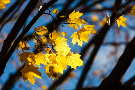 yellow leaf on the tree