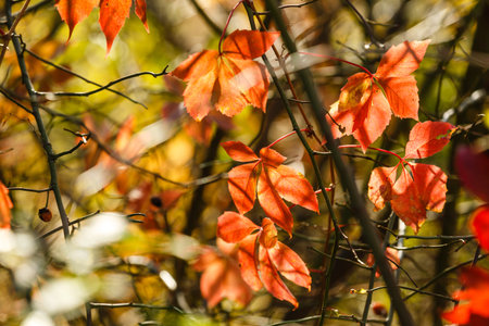 autumn leaves, very shallow focus