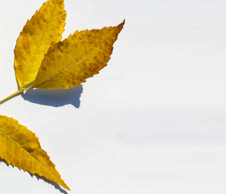 bright autumn leaf, isolated on whiteの写真素材