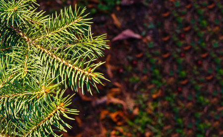 Closeup of Festively Decorated Outdoor Christmas tree with bright red balls on blurred sparkling...