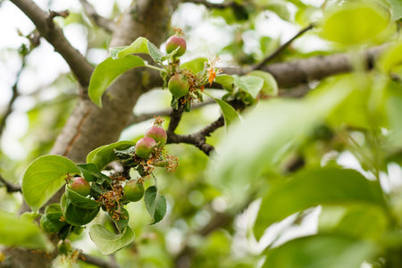small young apples growing on a tree