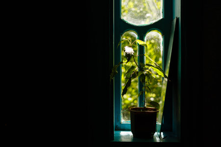 Green bush indoors against the background of an old wall made of wooden planks with clad lining, in...