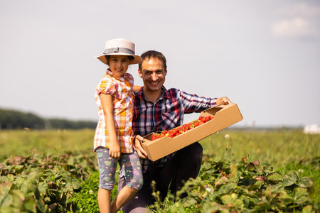 Young man farmer working in the garden, picking strawberries for his toddler daughterの写真素材