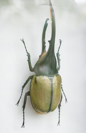 Collection of herbarium beetle on a white background in frame. a framed herbarium. Decoration of the...