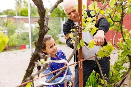 grandfather and granddaughter cut grapes in a vineyard