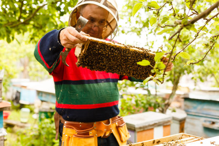 Beekeeper holding a frame of honeycombの写真素材