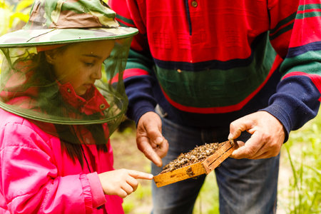 An experienced beekeeper transfers knowledge of beekeeping to a small beekeeper. The concept of transfer of experienceの写真素材
