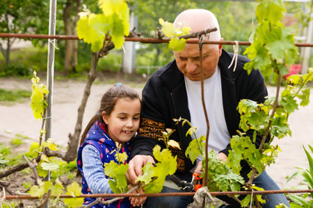 grandfather and granddaughter cut grapes in a vineyardの写真素材