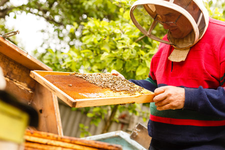Beekeeper working collect honey. Beekeeping concept.