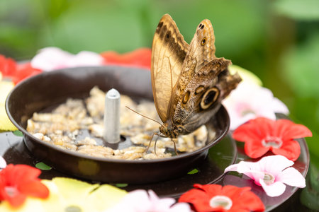 Butterfly climbing in the feeder in a greenhouseの写真素材