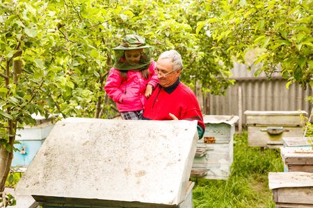 Experienced beekeeper grandfather teaches his granddaughter caring for bees. Apiculture. The concept of transfer of experienceの写真素材