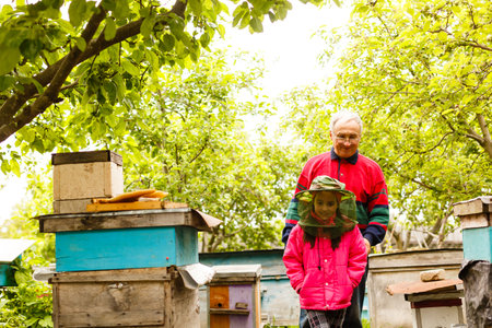 Experienced beekeeper grandfather teaches his granddaughter caring for bees. Apiculture. The concept of transfer of experienceの写真素材