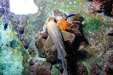 Little colorful fish, bright coral reef in aquarium. Underwater life.の写真素材