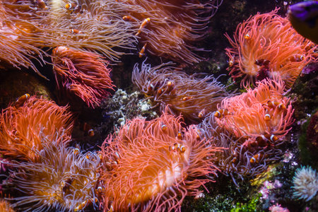 Little colorful fish, bright coral reef in aquarium. Underwater life.
