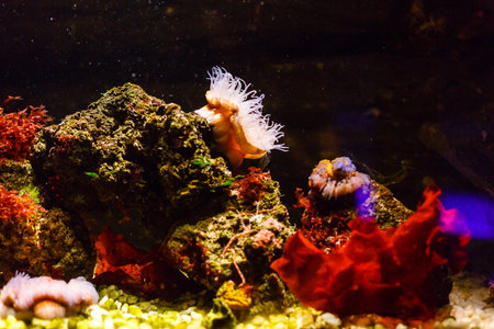 Little colorful fish, bright coral reef in aquarium. Underwater life.