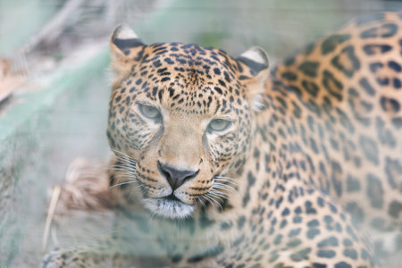 Face of tiger in cage, close-upの写真素材