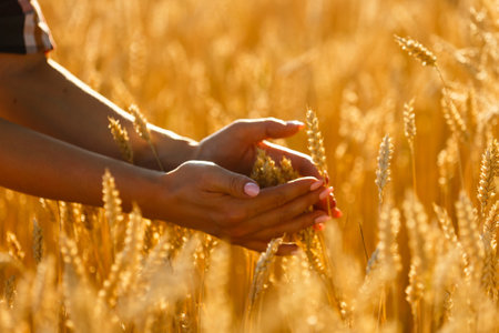 Womans hand touching spikelets on the field on the beautiful sunset, agricultural harvest conceptの写真素材