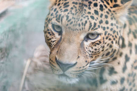Face of tiger in cage, close-upの写真素材