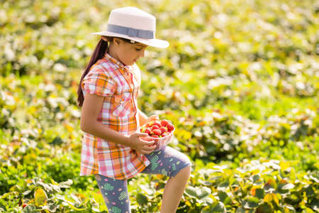 happy young child girl picking and eating strawberries on a plantationの写真素材