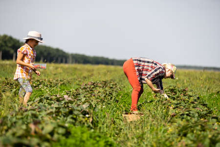Beautiful young caucasian mother with her daughter pick strawberries in the fieldの写真素材