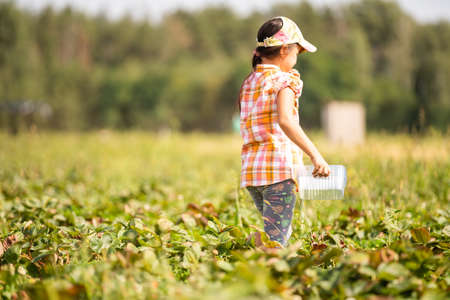little girl picking strawberries in the fieldの写真素材
