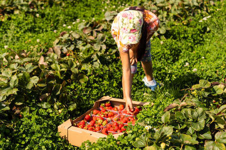little girl picking strawberries in the fieldの写真素材