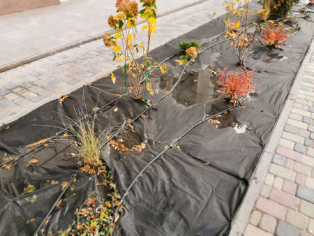 Many plants in the park are covered with special material, preparing plants for wintering, protecting the environmentの写真素材