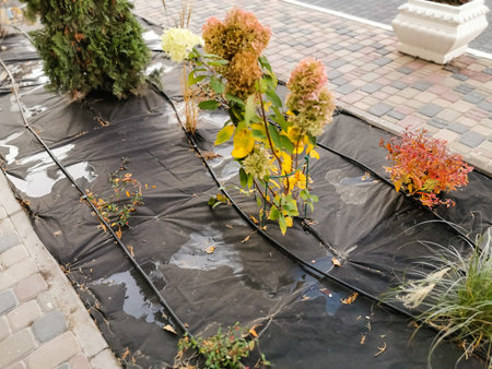 Many plants in the park are covered with special material, preparing plants for wintering,...