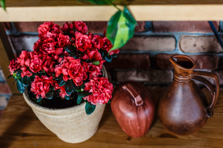 Pink azalea flower in a concrete pot