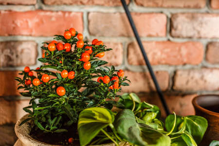 Tangerine tree in old clay pot, on stone wall background.の写真素材