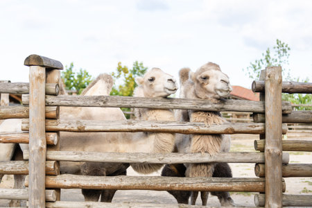 camel in an aviary at the zooの写真素材