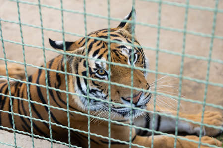 Face of tiger in cage, close-upの写真素材