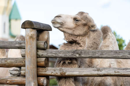 camel in an aviary at the zooの写真素材