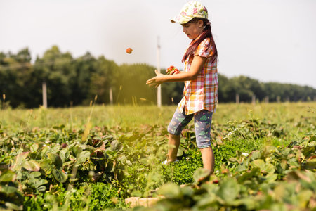 happy young child girl picking and eating strawberries on a plantationの写真素材