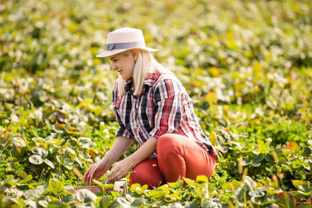 Harvesting woman on the strawberry field.の写真素材