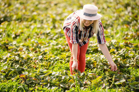 Harvesting woman on the strawberry field.の写真素材