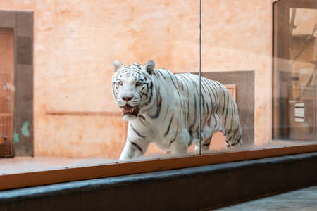 Danger white tiger at the zooの写真素材