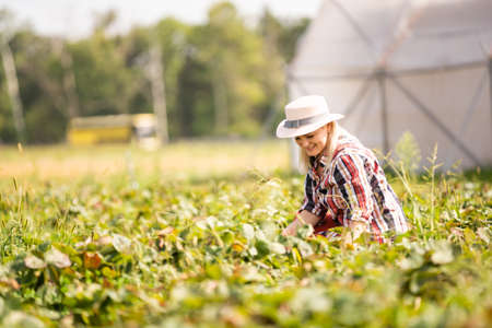 Harvesting woman on the strawberry field.の写真素材