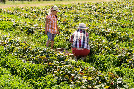 daughter and mother is working in the vegetables garden, harvested strawberriesの写真素材