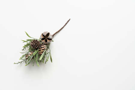 pine branch on white backgroundの写真素材